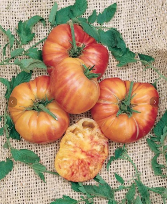 New for 2026 — Chicago Tomato Man